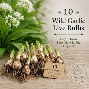 May include: Ten wild garlic live bulbs with green shoots and exposed roots. A tan tag attached with twine reads 10 Wild Garlic Live Bulbs. Text above reads 10 Wild Garlic Live Bulbs, Easy to Grow, Perennial, Edible, Fragrant. A logo reads Komorebi Fleur.