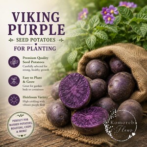 3lb Viking Purple Seed Potatoes for Planting