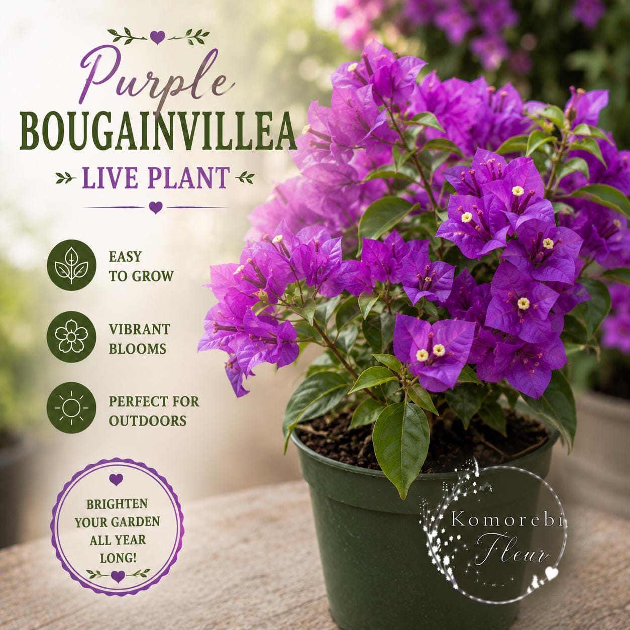 Purple Bougainvillea Bonsai - Etsy