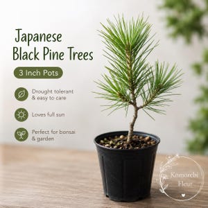 May include: A young Japanese Black Pine tree planted in a black 3-inch plastic pot. The text on the image reads: Japanese Black Pine Trees, 3 Inch Pots, Drought tolerant & easy to care, Loves full sun, Perfect for bonsai & garden, Komorebi Fleur.