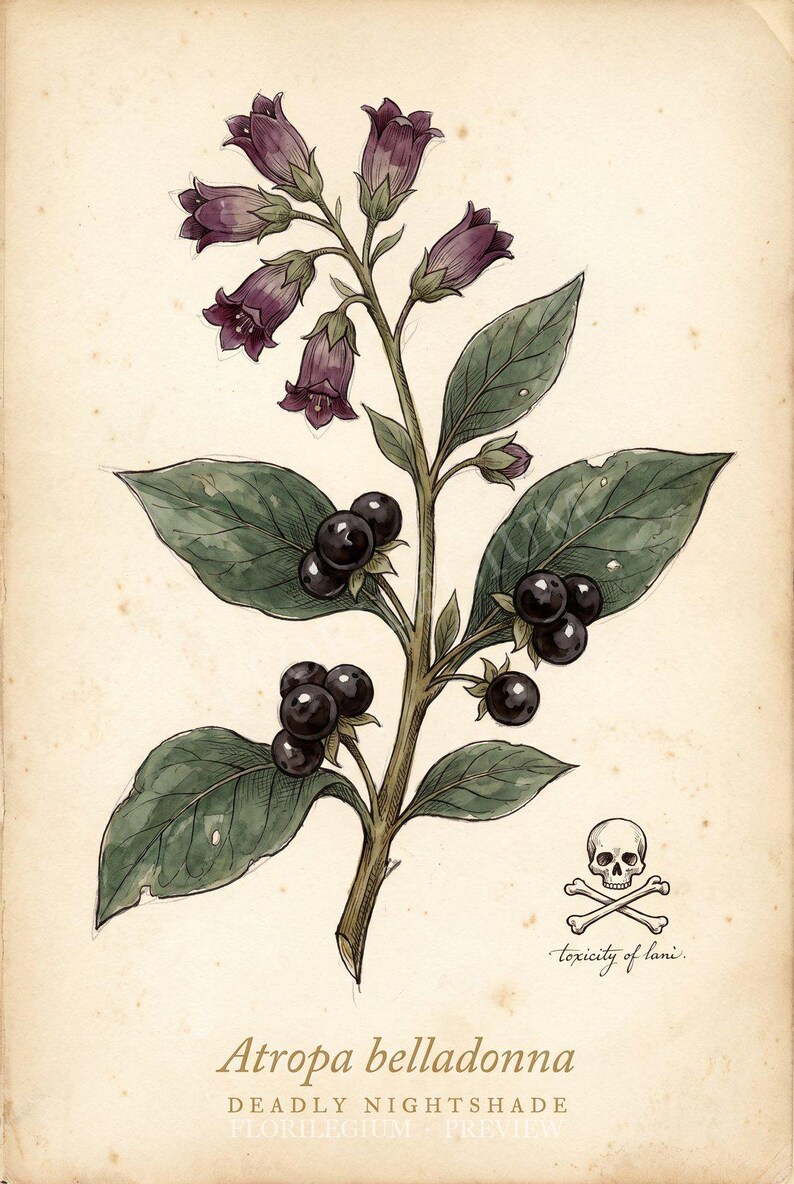Deadly Nightshade Digital Print, Dark Cottagecore Botanical Art, Printable 8x10 11x14 16x20 A2, Instant Download image 2