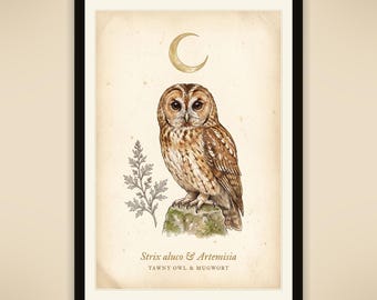 May include: A framed print featuring a brown tawny owl perched on a mossy rock beneath a crescent moon. To the left is a botanical illustration of a mugwort plant. The text reads Strix aluco & Artemisia and Tawny Owl & Mugwort.