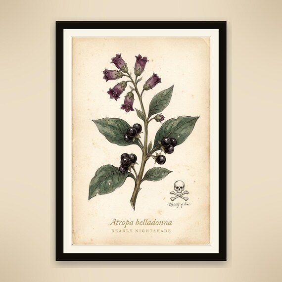 Deadly Nightshade Digital Print, Dark Cottagecore Botanical Art, Printable 8x10 11x14 16x20 A2, Instant Download