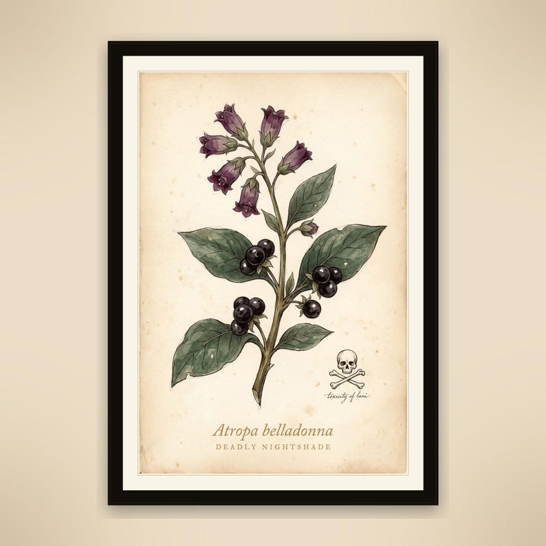 Deadly Nightshade Digital Print, Dark Cottagecore Botanical Art, Printable 8x10 11x14 16x20 A2, Instant Download image 1