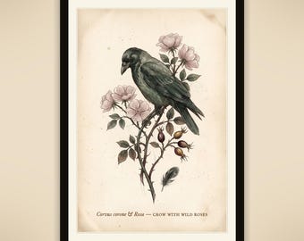 May include: A framed print featuring a black crow perched on a thorny branch with pink wild roses and rose hips. A single black feather is depicted below the branch. The text reads: Corvus corone & Rosa — CROW WITH WILD ROSES.