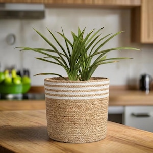 May include: A cylindrical woven jute plant basket featuring a natural tan fiber texture with two horizontal white stripes near the top rim. The basket contains a green leafy plant with long, pointed, slender foliage. The text RugsboutiqueIndia is visible.