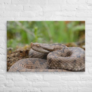 Op de afbeelding: Een zandadder met bruin en grijs gespikkelde schubben, opgerold op de grond. De slang heeft een opvallend klein hoorntje op de snuit, een driehoekige kop en een zichtbare tong, tegen een wazige groene natuurlijke achtergrond.