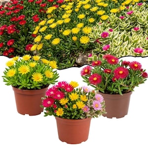 May include: Three brown plastic pots containing succulent plants with daisy-like flowers. One pot features bright yellow blooms, another displays vibrant red and pink flowers, and the third contains a mix of yellow, pink, and red blossoms.