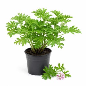 May include: A potted citronella plant with vibrant green, deeply lobed, serrated leaves growing in a black plastic container. A small cluster of delicate, light pink flowers with dark pink centers lies on the surface next to the plant pot.