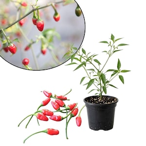 May include: A small chili pepper plant in a black plastic pot with green leaves and several detached, bright red, conical chili peppers scattered on the surface. A circular inset shows a close-up view of the peppers growing on the plant branches.