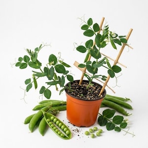 May include: A pea plant growing in an orange plastic pot with a bamboo trellis support. The plant features green leaves, small white flowers, and several pea pods. Several harvested green pea pods, some open to reveal round peas, lie nearby.