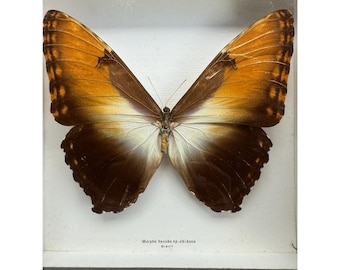 MORPHO HECUBA OBIDONUS ** ** Schmetterling ** ** Auf Rahmen montiert 20 cm x 20 cm ** ** Brasilien