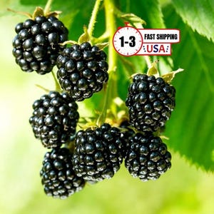May include: A cluster of ripe, glossy black blackberries hanging from a green stem with leaves. A white graphic overlay features a red clock icon with the text 1-3 and the text FAST SHIPPING USA in black and red lettering on a white background.