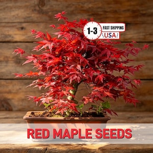 May include: A vibrant red maple bonsai tree with delicate, star-shaped leaves planted in a rectangular brown ceramic pot. The image includes a white graphic overlay with a clock icon, the text 1-3, FAST SHIPPING, and USA, plus the text RED MAPLE SEEDS.