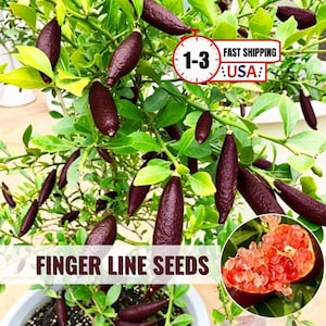 May include: A finger lime plant with numerous dark purple, elongated fruits hanging from green branches with small leaves. A circular inset shows a cross-section of a finger lime revealing translucent pink pulp vesicles. Text reads FINGER LIME SEEDS.