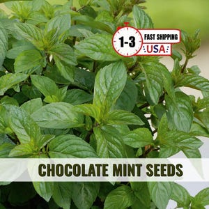 May include: A lush, vibrant green chocolate mint plant with serrated leaves. The image features a white banner with the text CHOCOLATE MINT SEEDS and a red clock icon with the text 1-3 FAST SHIPPING USA.