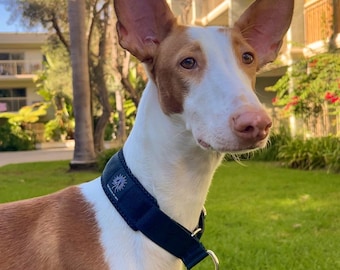 May include: A white and tan dog with large upright ears wearing a black fabric collar. The collar features a small white circular logo with a sunburst design and text. A silver metal D-ring is attached to the collar with a metal leash clip.