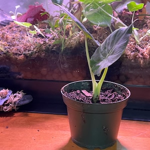 Regal shield 4 in pot