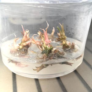 May include: A clear plastic container holding several small plant tissue cultures submerged in a translucent nutrient gel. The plantlets feature green and pinkish-red shoots with delicate, pointed leaves growing upward from the base.
