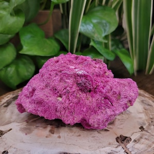 May include: A vibrant magenta-colored mineral specimen with a rough, crystalline, and porous texture. The rock features deep pink hues throughout its irregular, jagged surface, showcasing natural mineral formations and small crevices.