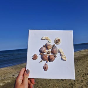 May include: A square white canvas featuring a sea turtle mosaic crafted from various natural seashells. The turtle's body is composed of brown and tan bivalve shells, while the flippers and head are formed from smaller, lighter-colored shells.