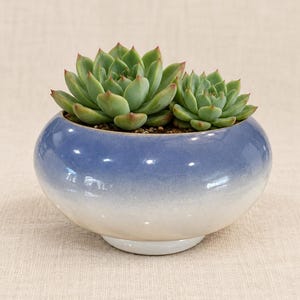 May include: A round ceramic planter with a smooth, glossy finish that transitions from a deep periwinkle blue at the top to a soft, creamy white at the base. Two green succulent plants with pointed, reddish-tipped leaves are planted inside.