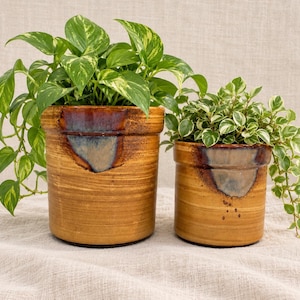 May include: Two cylindrical ceramic planters with a warm honey-brown glaze and a distinctive blue-grey drip pattern near the rim. The larger planter holds a trailing pothos plant, while the smaller planter contains a variegated peperomia plant.