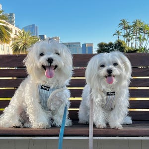 May include: Two white fluffy dogs sitting on a wooden bench, each wearing a light blue and white plaid harness with the brand name Didog printed on a black label. Both dogs have their tongues out and are attached to thin leashes.
