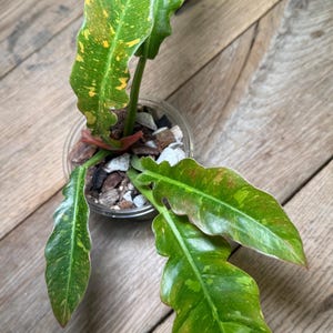 Variegated Ring of Fire Philodendron starter plant 3 inch pot