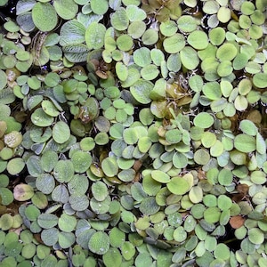 May include: A dense cluster of floating aquatic plants featuring numerous small, rounded, light green leaves with a textured, veined surface. The foliage is tightly packed together, covering the water surface with overlapping circular leaves.