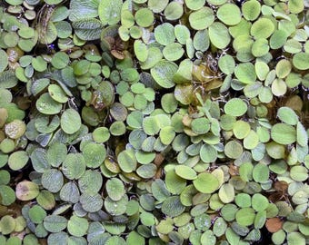 Salvinia Minima / Plantas acuáticas flotantes fáciles de cultivar