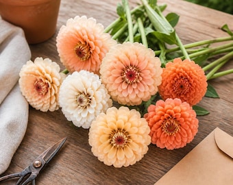 Mezcla de semillas de zinnia color melocotón y crema / Semillas de flores cortadas color salmón y blanco / 100 semillas de jardín de variedades antiguas