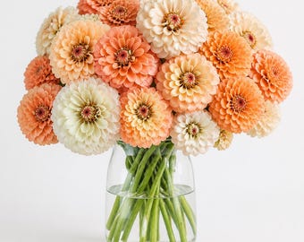 Semillas de salmón y zinnia blanca / Paquete de 100 semillas de mezcla de melocotones y crema / Semillas florales para jardín rústico