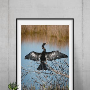 Peut inclure: Une impression d'art murale encadrée représentant un anhinga aux plumes sombres perché sur des branches nues, les ailes largement déployées. L'oiseau possède un long cou fin et un bec pointu, sur un fond flou d'eau et de roseaux.