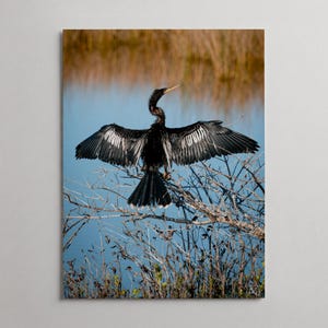 Art mural oiseau Anhinga | Refuge national de la faune de Merritt Island, Floride, impression d'affiche de photographie animalière