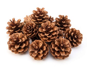 Natural Dried Pine Cones for Crafts, Home Decor, Wreaths, Ornaments, Holiday Decorations