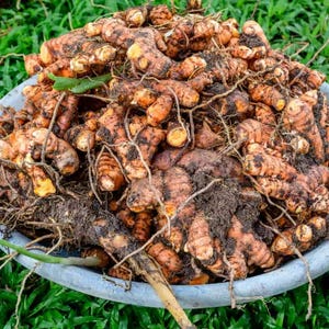 Puede incluir: Un cuenco grande y redondo de plástico gris claro lleno de un montón de rizomas de cúrcuma recién cosechados. Las raíces nudosas de piel marrón tienen parches de carne naranja brillante donde la piel está rota, con raíces finas y secas.