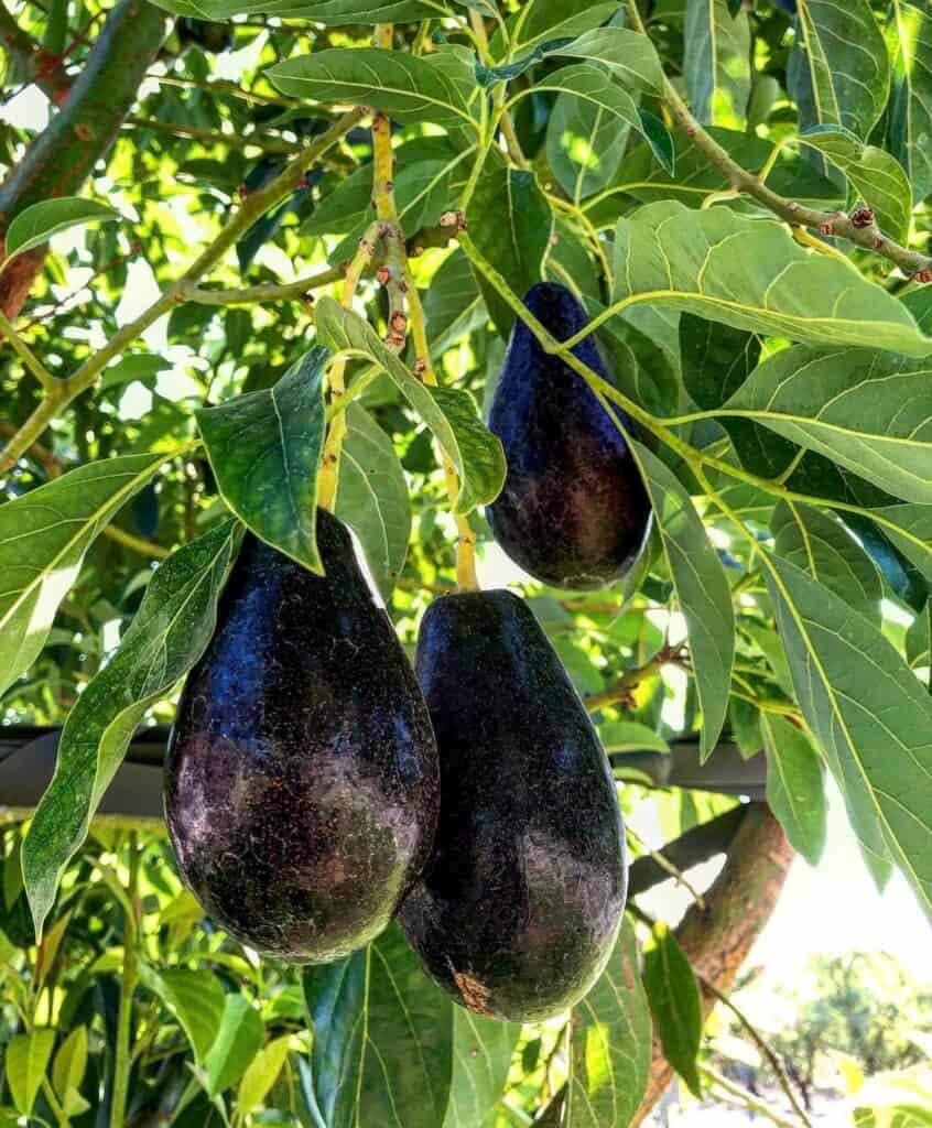 Grafted avocado tree - Etsy 日本