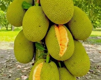 ジャックフルーツの種（植栽用）｜熱帯果樹、エキゾチックな食用果実、珍しい果樹園セイロン