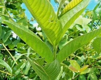 Organic Dried Guava Leaves | Ceylon Botanical, Herbal Craft Ingredient