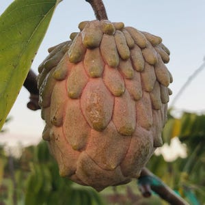 Könnte beinhalten: Nahaufnahme einer Cherimoya-Frucht, die ihre einzigartige Textur und Farbe zeigt. Die Frucht hat eine hellrosa Basis mit sich überlappenden, schuppenartigen Segmenten, die grün gefärbt sind. Ein grünes Blatt und ein brauner Stiel sind ebenfalls sichtbar.
