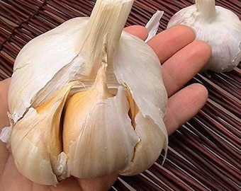 Fresh Garlic Bulbs for Growing | Allium Sativum Planting Bulbs | Heirloom Seed Garlic | Vegetable Garden & Kitchen Garden Starter