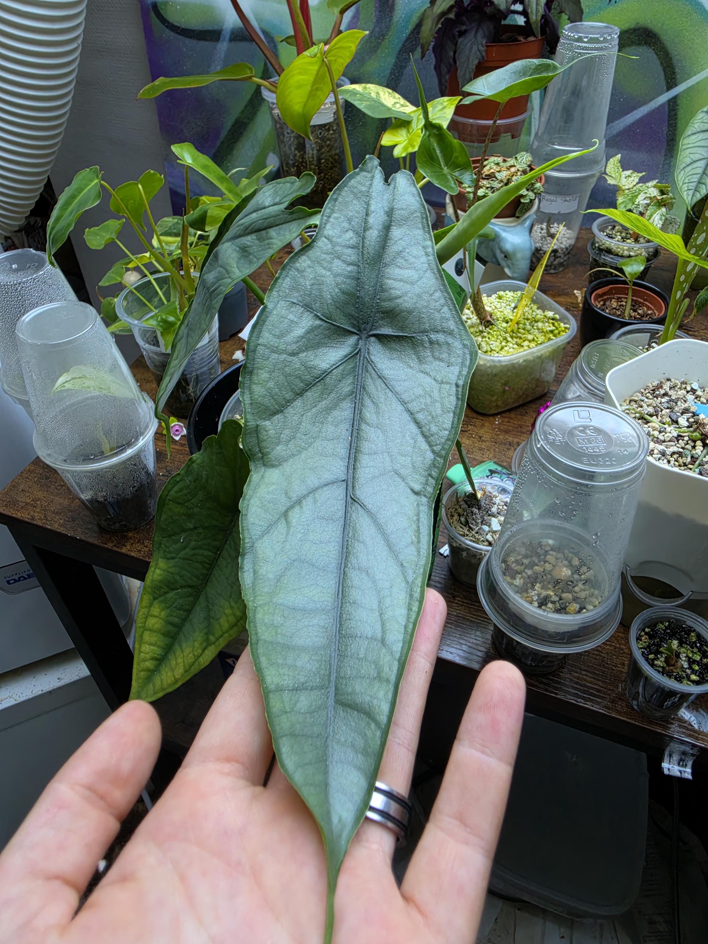 Alocasia regal shields - Etsy 日本