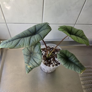Alocasia bisma - Etsy 日本
