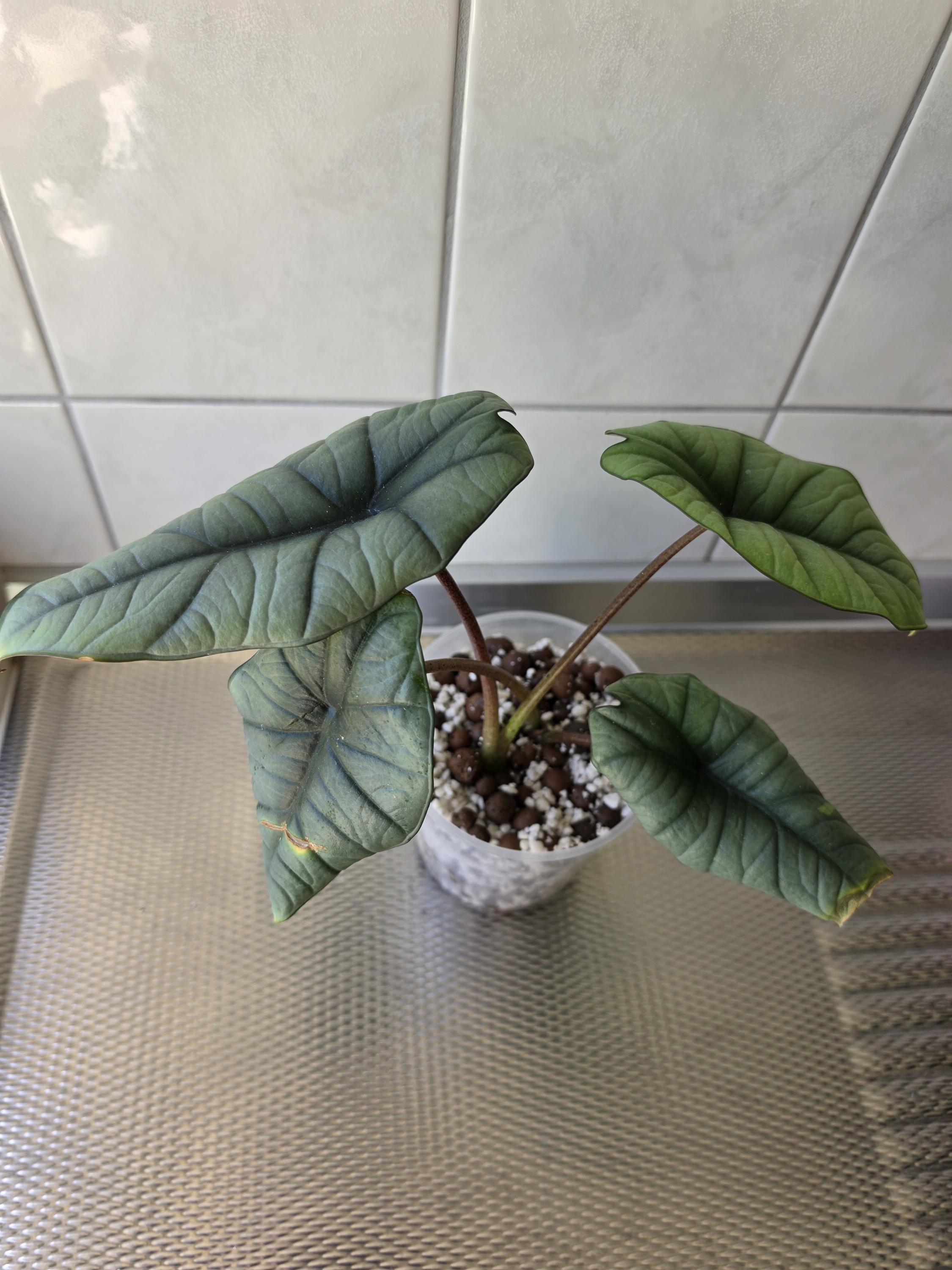 Alocasia bisma - Etsy 日本