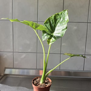 Variegated Alocasia Macrorrhiza - Etsy
