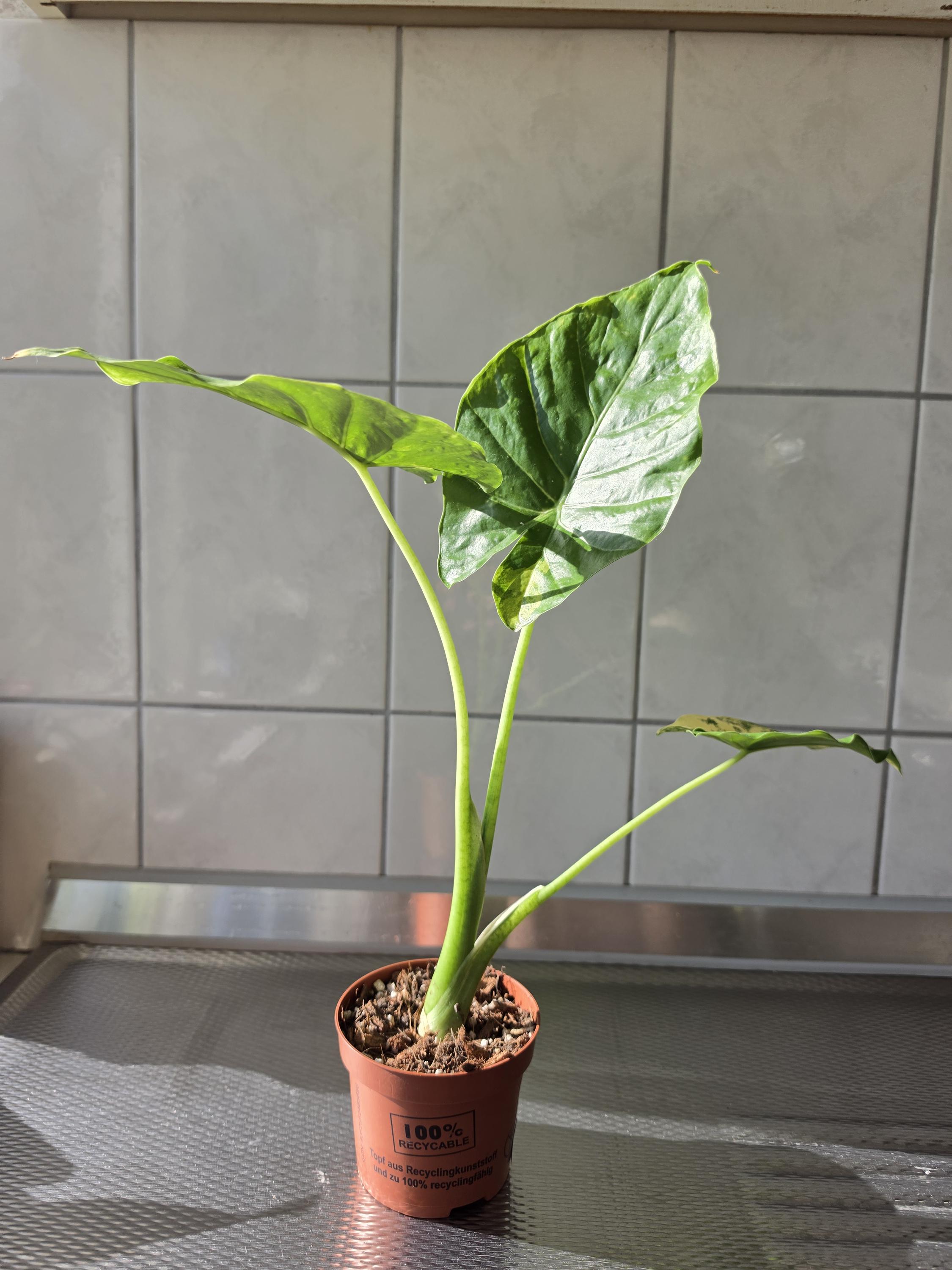 Alocasia variegated frydek - Etsy 日本