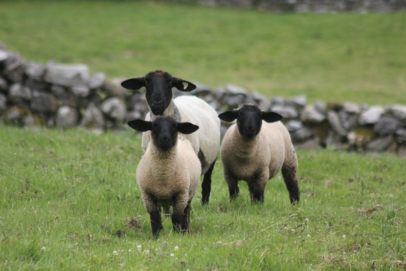 Eamon's Sheep Ireland 8x10 Photograph | Etsy