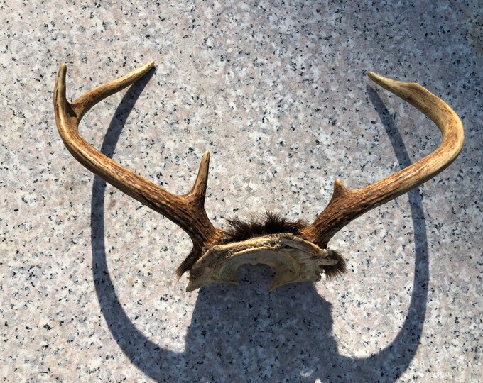 Vintage Set 4 Pointed WHITE TAIL DEER Antlers Deer Hunting, Rattling Buck, Rustic Country Decor