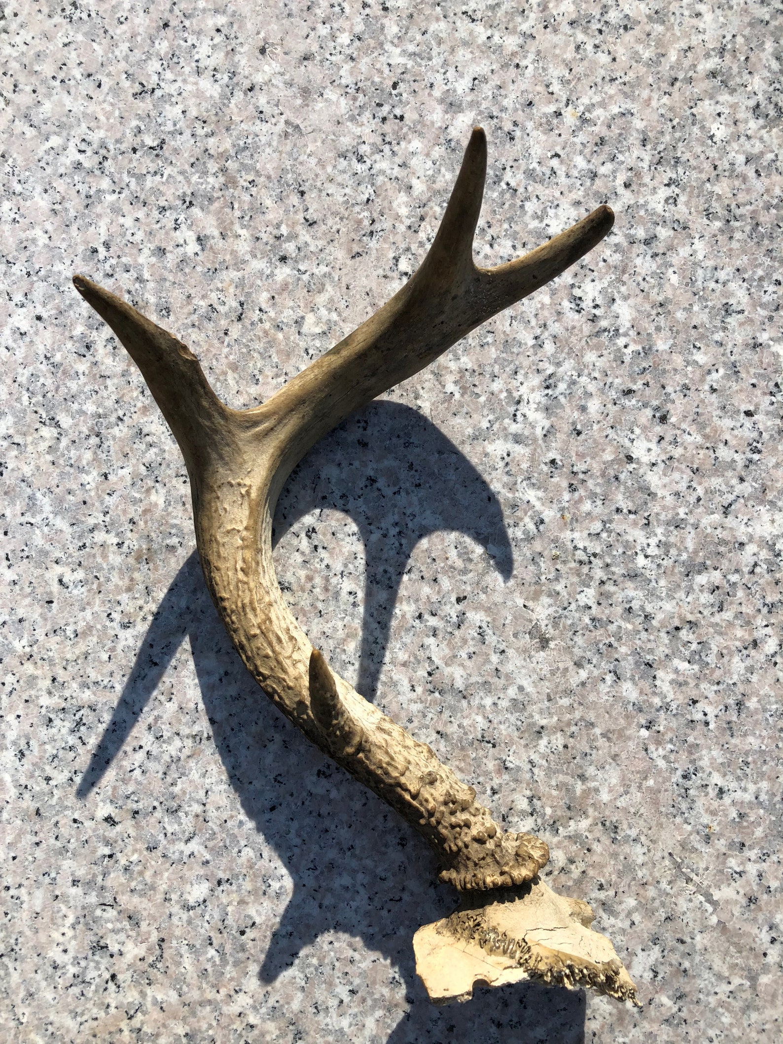 Vintage WHITE TAIL DEER Antlers Deer Hunting Rattling Buck Etsy